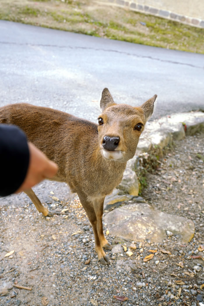 f:id:yuriika7:20210202182814j:plain