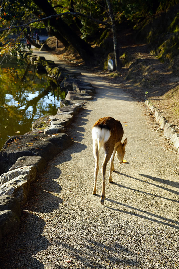 f:id:yuriika7:20210202183008j:plain