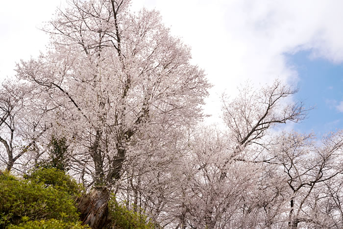 f:id:yuriika7:20210414181402j:plain