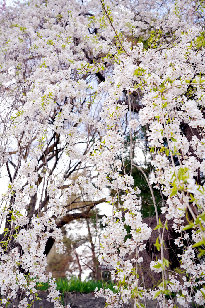 f:id:yuriika7:20210414181608j:plain