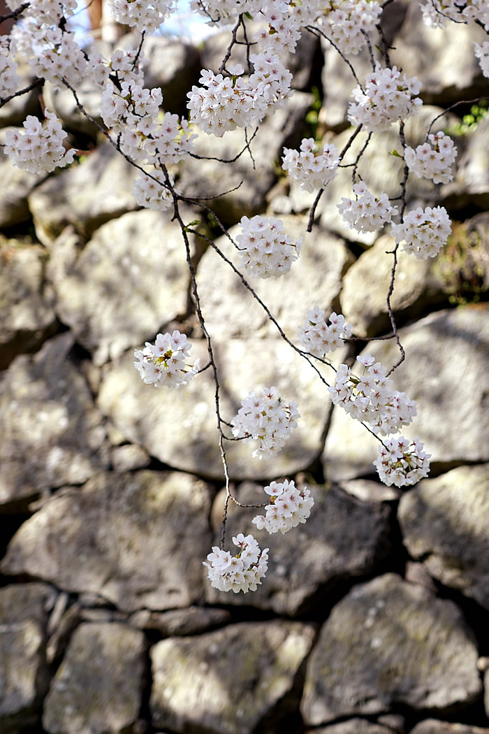 f:id:yuriika7:20210510182002j:plain