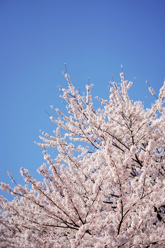 f:id:yuriika7:20210510182012j:plain