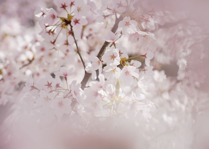 f:id:yuriika7:20210510182125j:plain