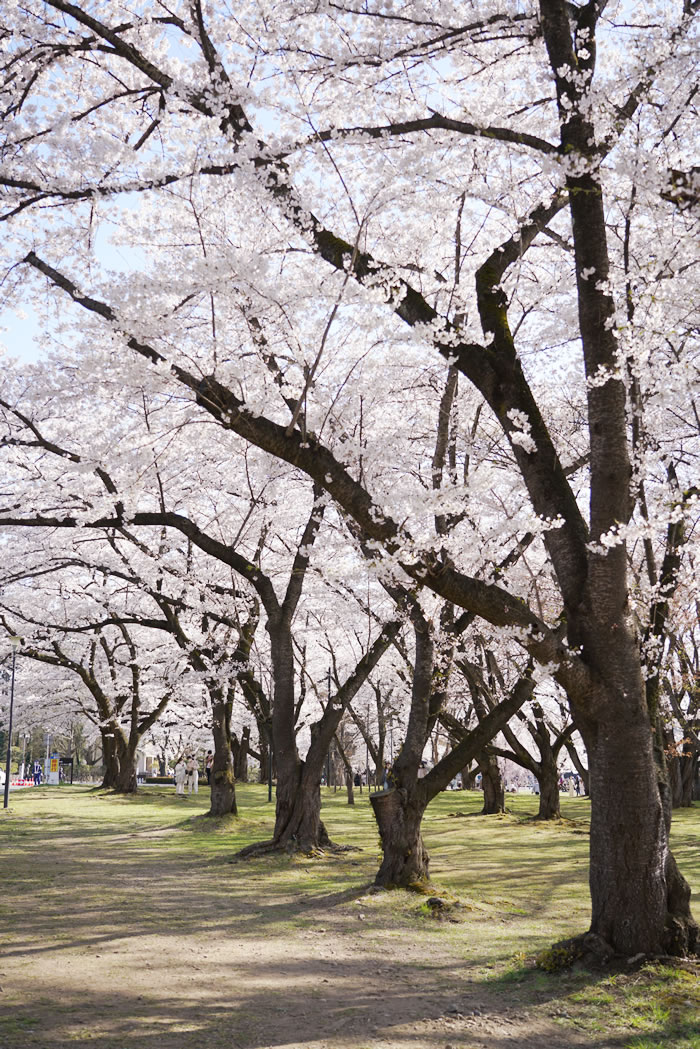 f:id:yuriika7:20210510182203j:plain