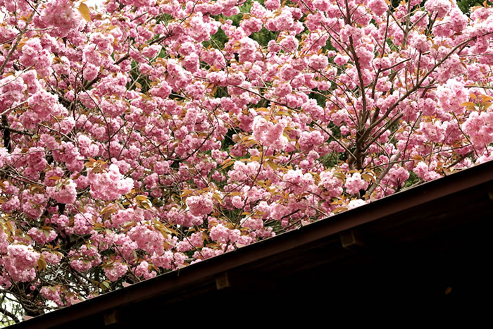 f:id:yuriika7:20210607195917j:plain