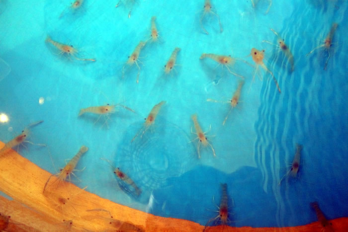 f:id:yuriika7:20220114170908j:plain