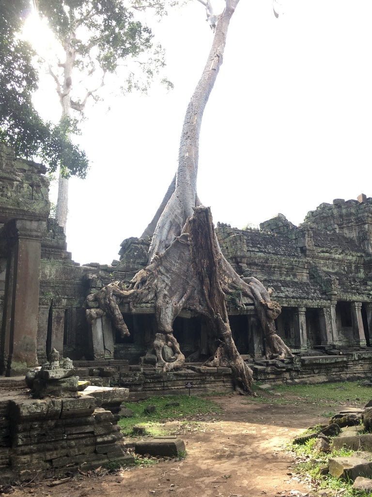 f:id:yurikalilio:20190112114541j:plain f:id:yurikalilio:20190112114541j:plain