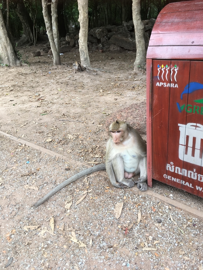 f:id:yurikalilio:20190128220504j:plain f:id:yurikalilio:20190128220504j:plain