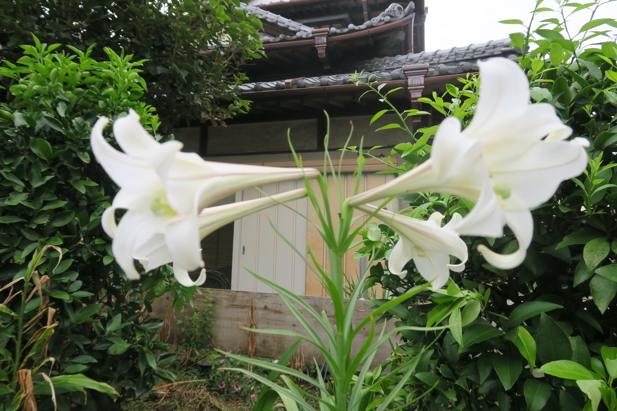 白百合 おもしろい講師の花ブログ