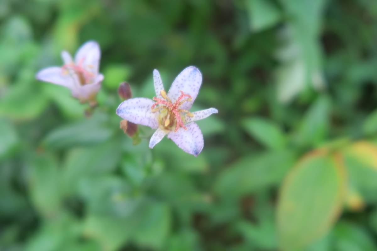 渋い秋花 おもしろい講師の花ブログ