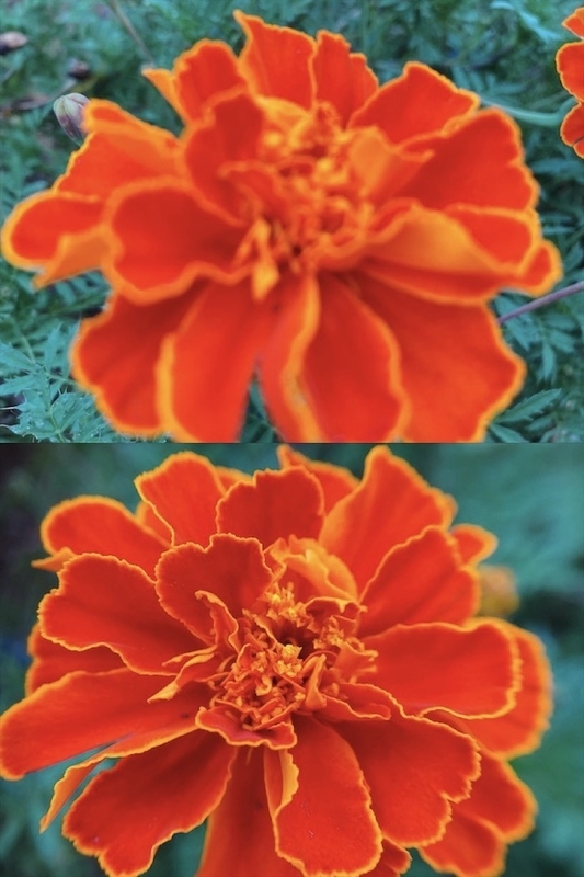 f:id:yurimare:20201111222737j:plain f:id:yurimare:20201111222737j:plain