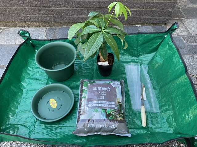 植え替えの準備