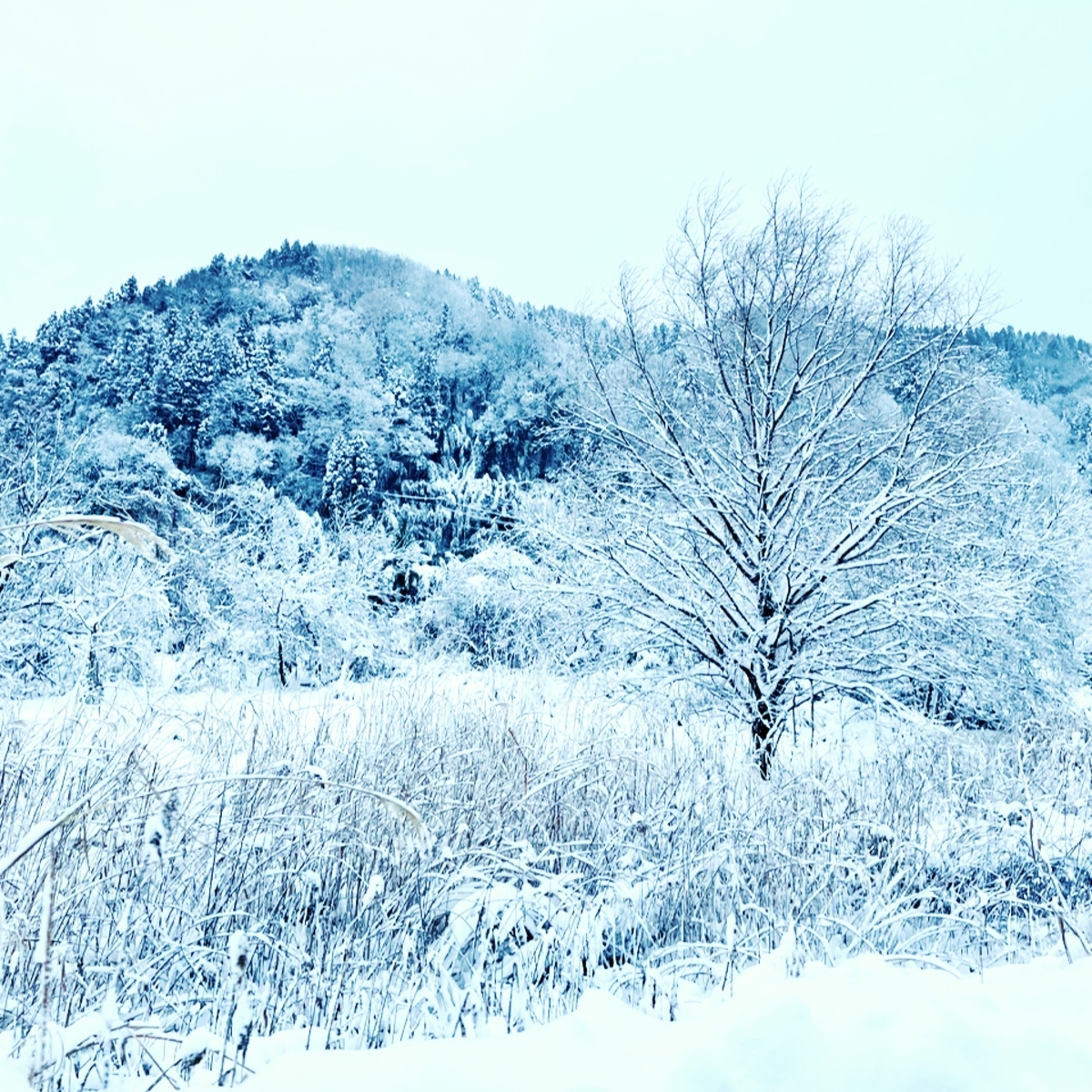 f:id:yuringo738:20220101115808j:plain