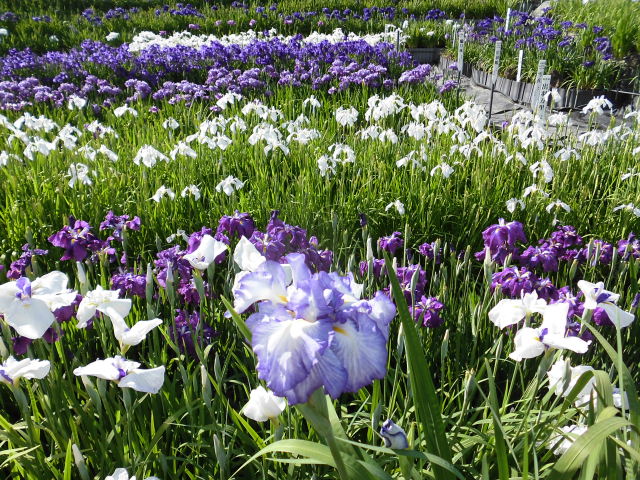 f:id:yuririnnko:20190415151820j:plain f:id:yuririnnko:20190415151820j:plain