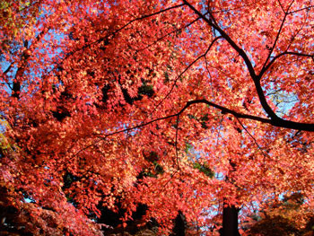f:id:yurisato:20081208002116j:image f:id:yurisato:20081208002116j:image