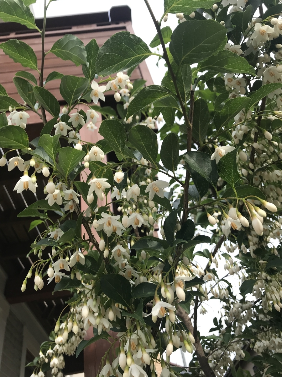 f:id:yuritoika:20190510223130j:plain