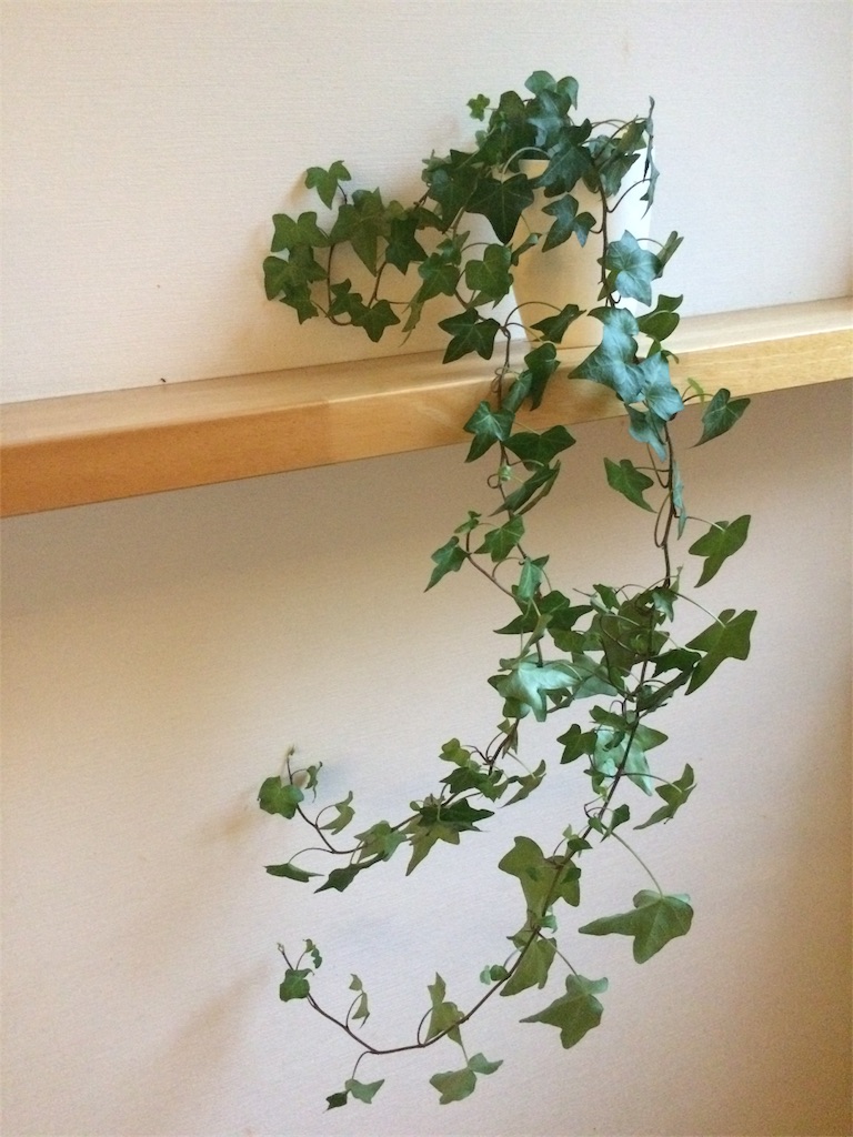 観葉植物が枯れてしまった話 働くママを楽しもう