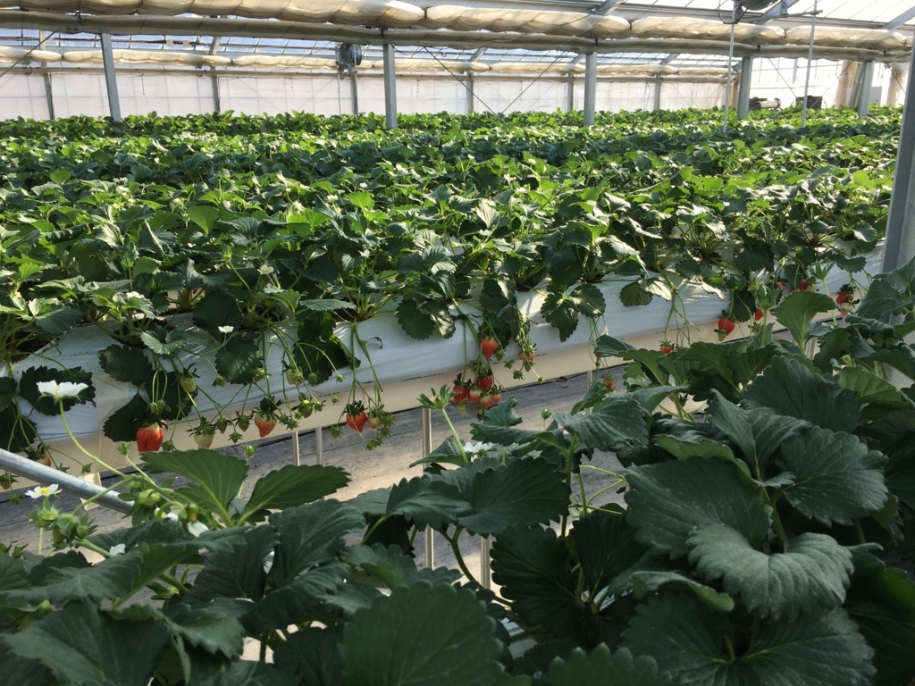 f:id:yuritombo:20171231142150j:plain f:id:yuritombo:20171231142150j:plain