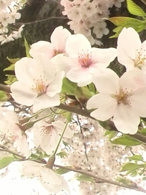 f:id:yuriya2002:20170410231850j:plain f:id:yuriya2002:20170410231850j:plain