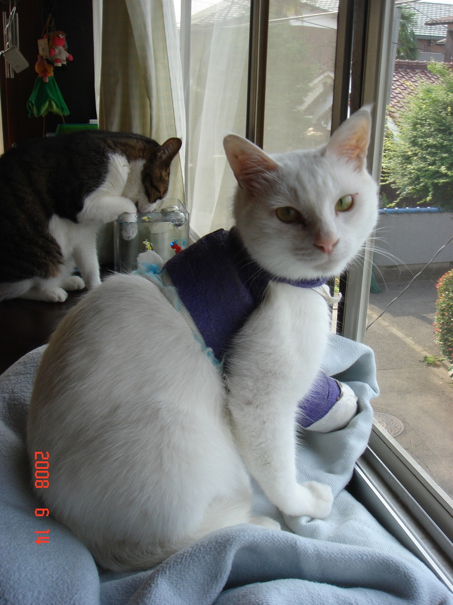 f:id:yurucat:20190412163846j:plain f:id:yurucat:20190412163846j:plain