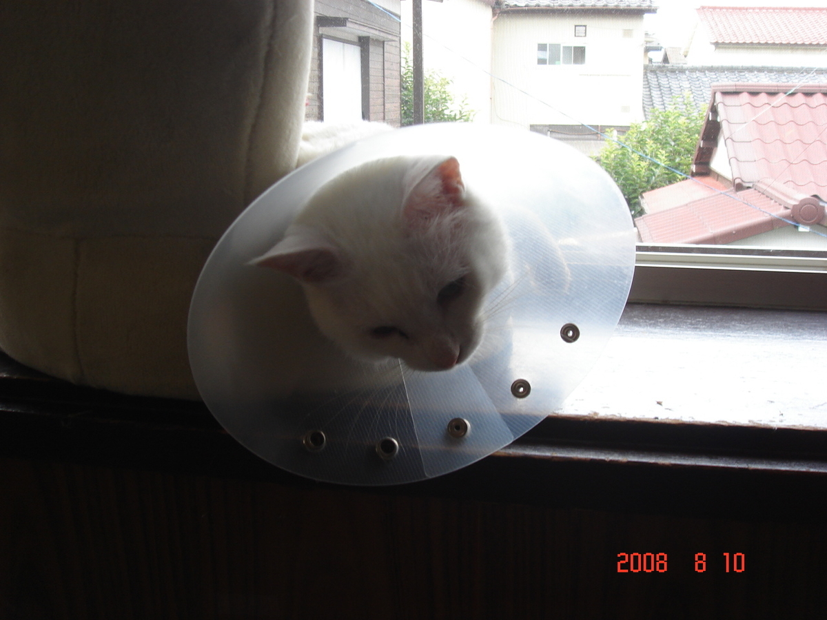 f:id:yurucat:20190412163930j:plain f:id:yurucat:20190412163930j:plain