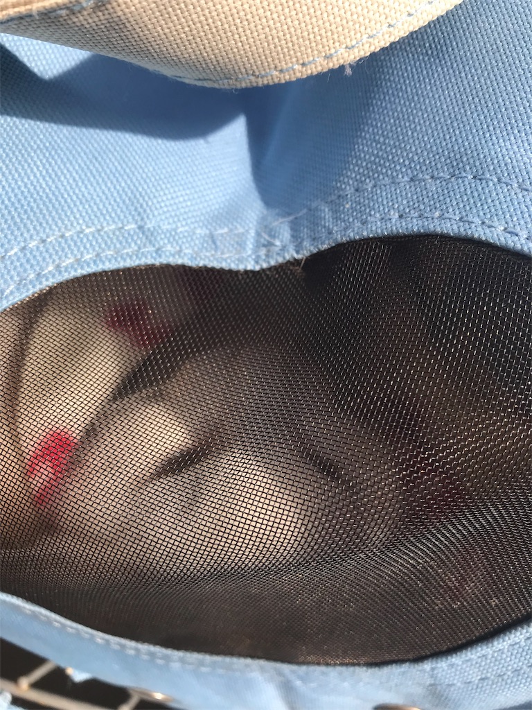 f:id:yurucat:20190412165336j:image f:id:yurucat:20190412165336j:image
