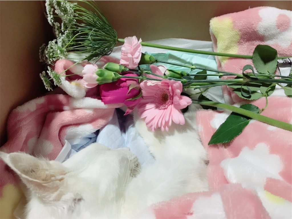 f:id:yurucat:20190412165621j:image f:id:yurucat:20190412165621j:image
