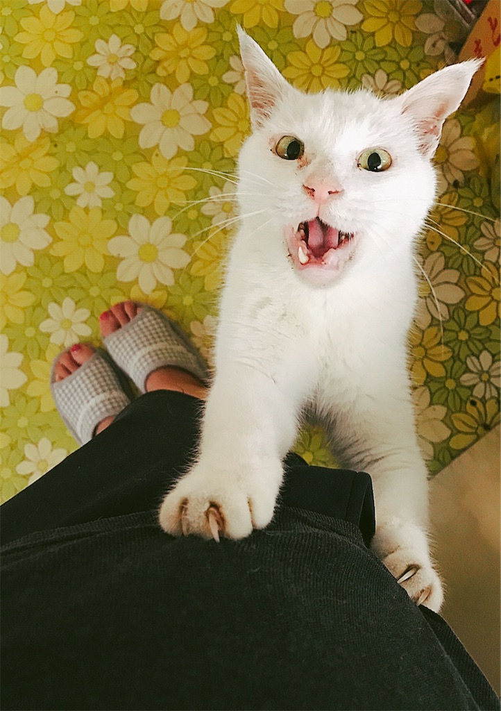 f:id:yurucat:20190412165658j:image f:id:yurucat:20190412165658j:image