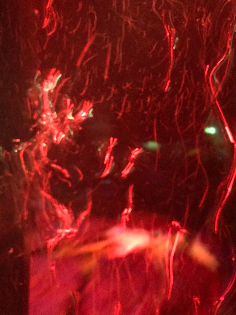 f:id:yurucat:20210413131412j:image