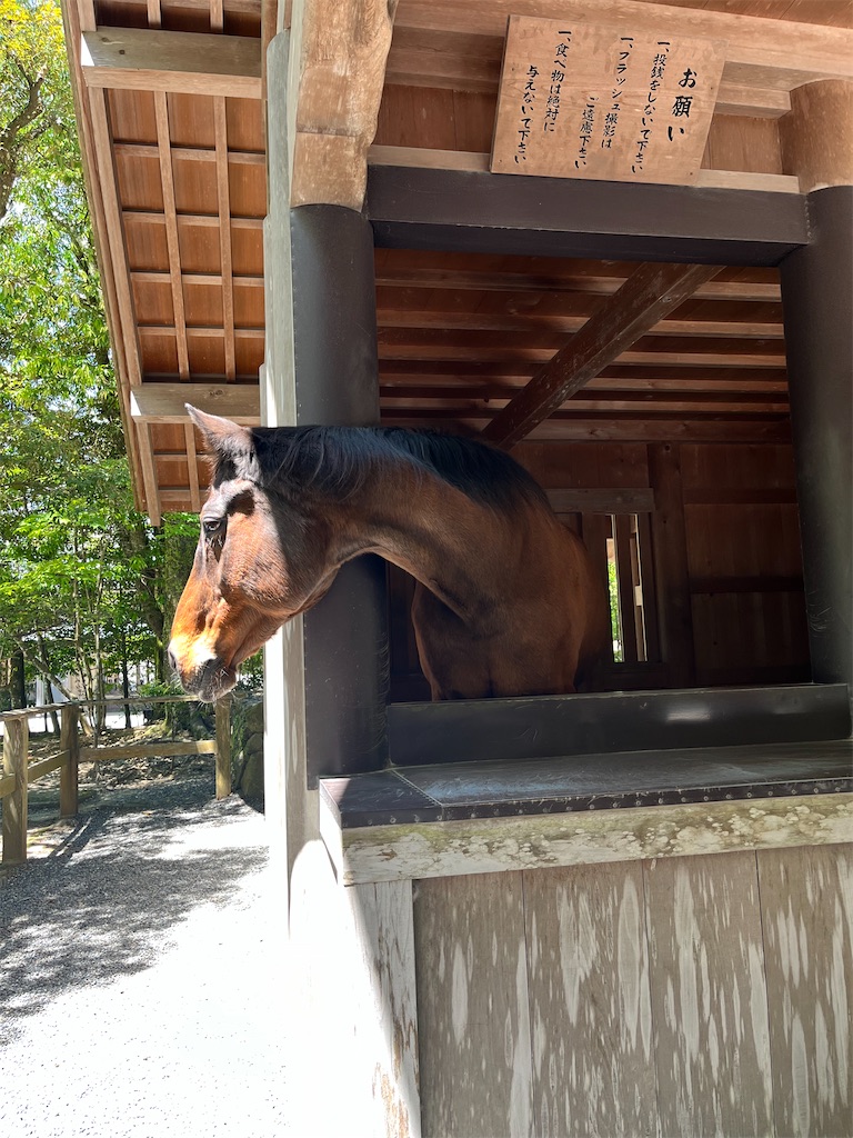 f:id:yurucat:20260603115014j:image f:id:yurucat:20260603115014j:image