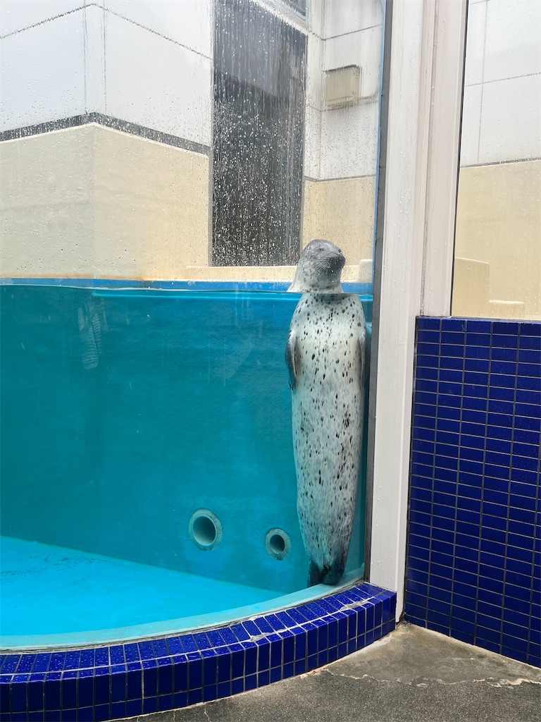 f:id:yurucat:20260603121849j:image f:id:yurucat:20260603121849j:image