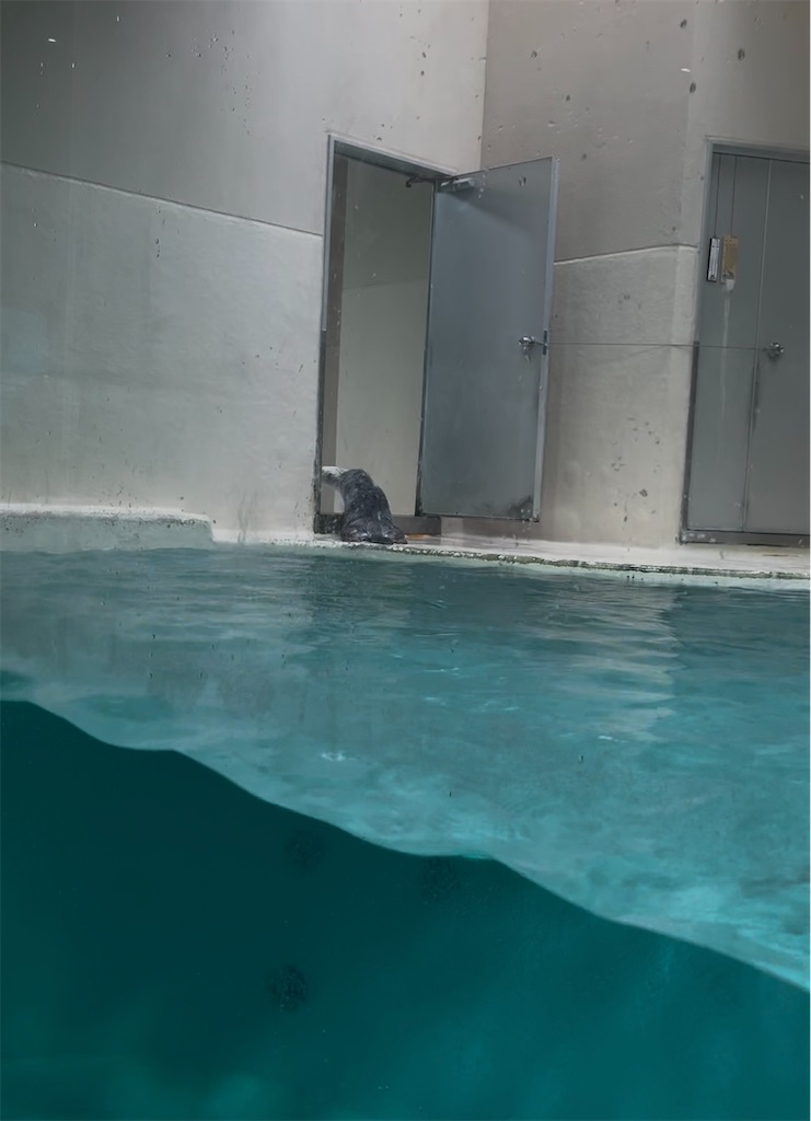 f:id:yurucat:20260603160015j:image f:id:yurucat:20260603160015j:image