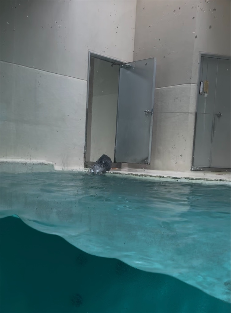 f:id:yurucat:20260603160026j:image f:id:yurucat:20260603160026j:image