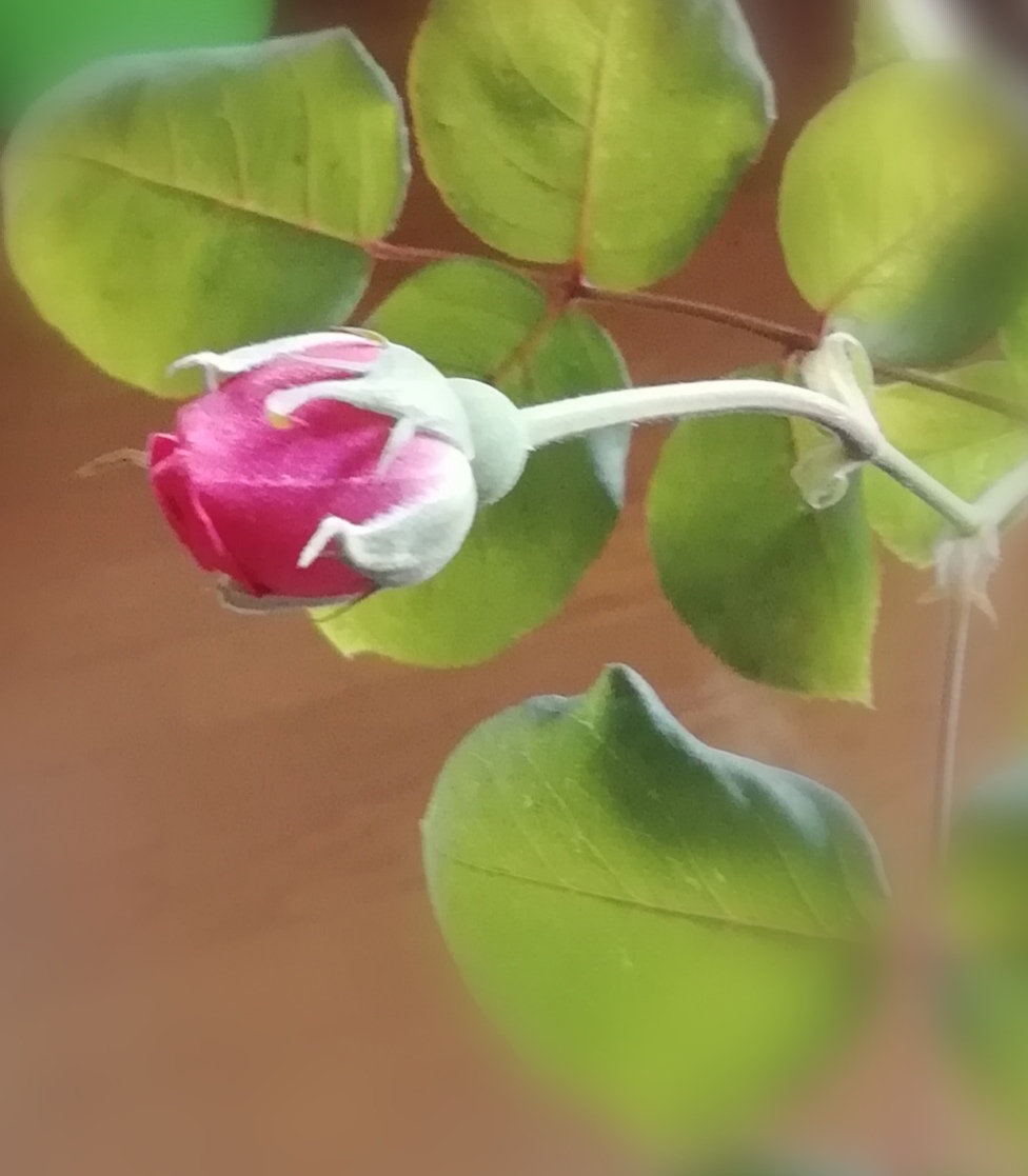 f:id:yuruhira:20190516125252j:plain f:id:yuruhira:20190516125252j:plain