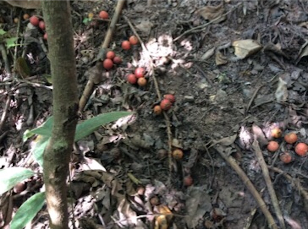 f:id:yurukkosae:20161217154911j:image