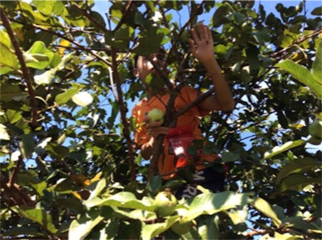 f:id:yurukkosae:20170122160807j:image f:id:yurukkosae:20170122160807j:image