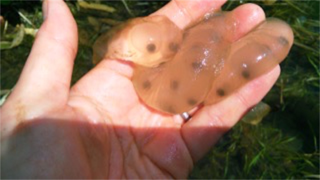 f:id:yurukkosae:20170424041200j:image