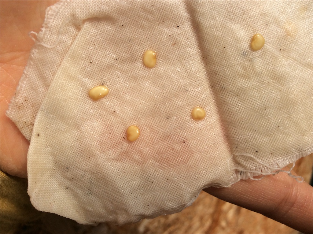 f:id:yurukkosae:20170426050342j:image f:id:yurukkosae:20170426050342j:image