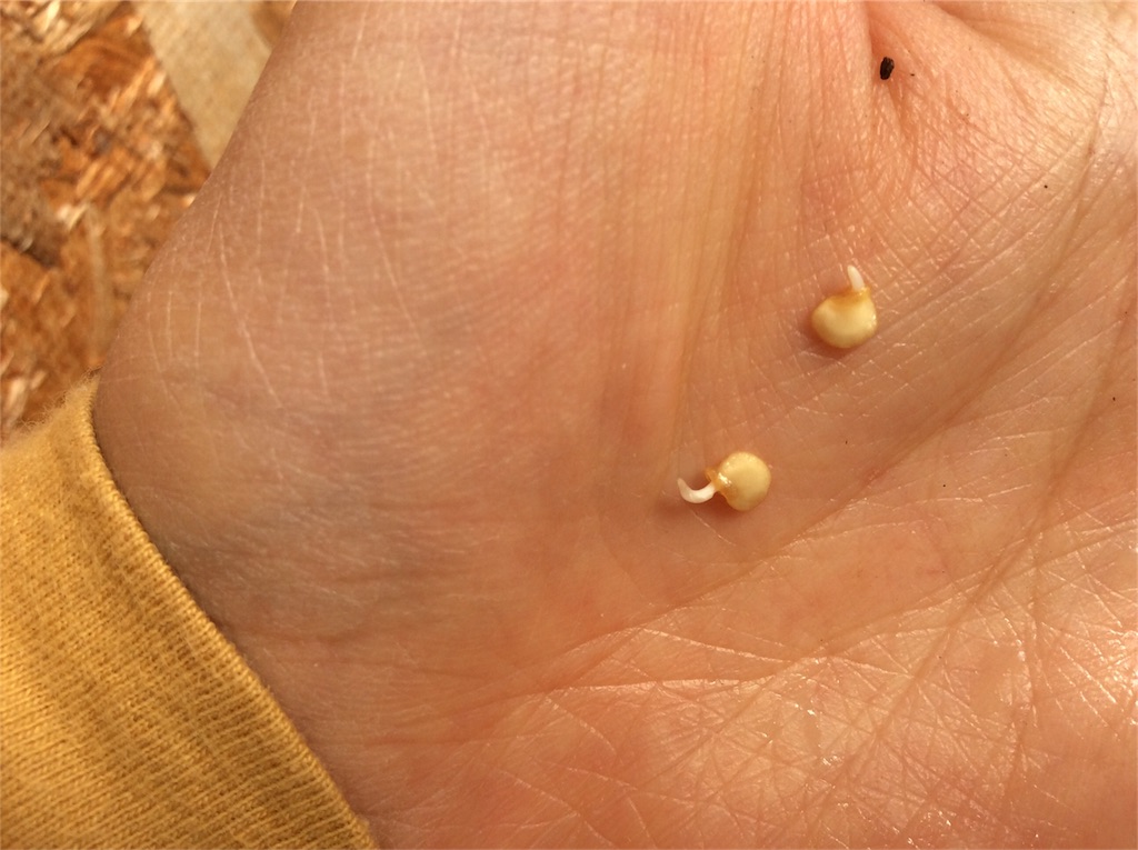 f:id:yurukkosae:20170426050348j:image f:id:yurukkosae:20170426050348j:image