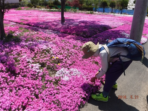 f:id:yurukkosae:20180523060849j:image f:id:yurukkosae:20180523060849j:image