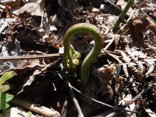 f:id:yurukkosae:20180523060853j:image f:id:yurukkosae:20180523060853j:image