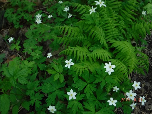 f:id:yurukkosae:20180523060919j:image f:id:yurukkosae:20180523060919j:image