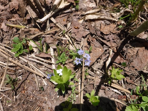 f:id:yurukkosae:20180523060922j:image f:id:yurukkosae:20180523060922j:image