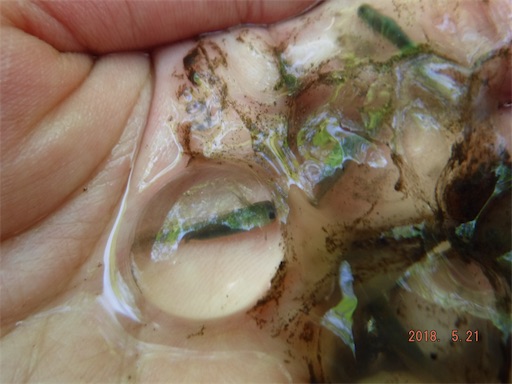 f:id:yurukkosae:20180523060956j:image f:id:yurukkosae:20180523060956j:image