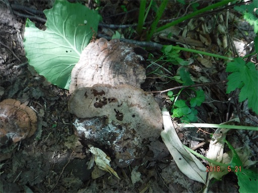 f:id:yurukkosae:20180523061023j:image f:id:yurukkosae:20180523061023j:image