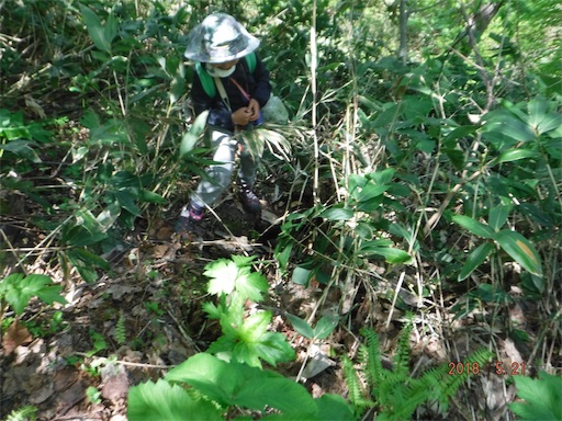 f:id:yurukkosae:20180523061230j:image f:id:yurukkosae:20180523061230j:image