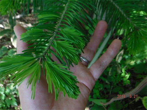 f:id:yurukkosae:20180523061349j:image f:id:yurukkosae:20180523061349j:image