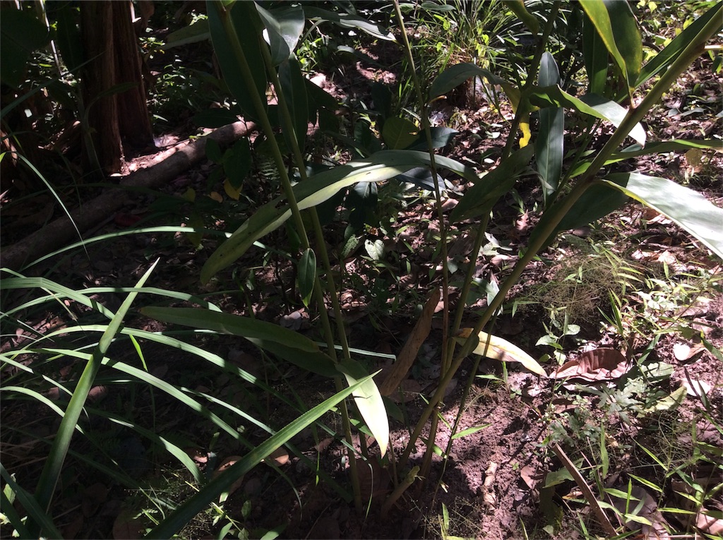 f:id:yurukkosae:20191118071426j:image