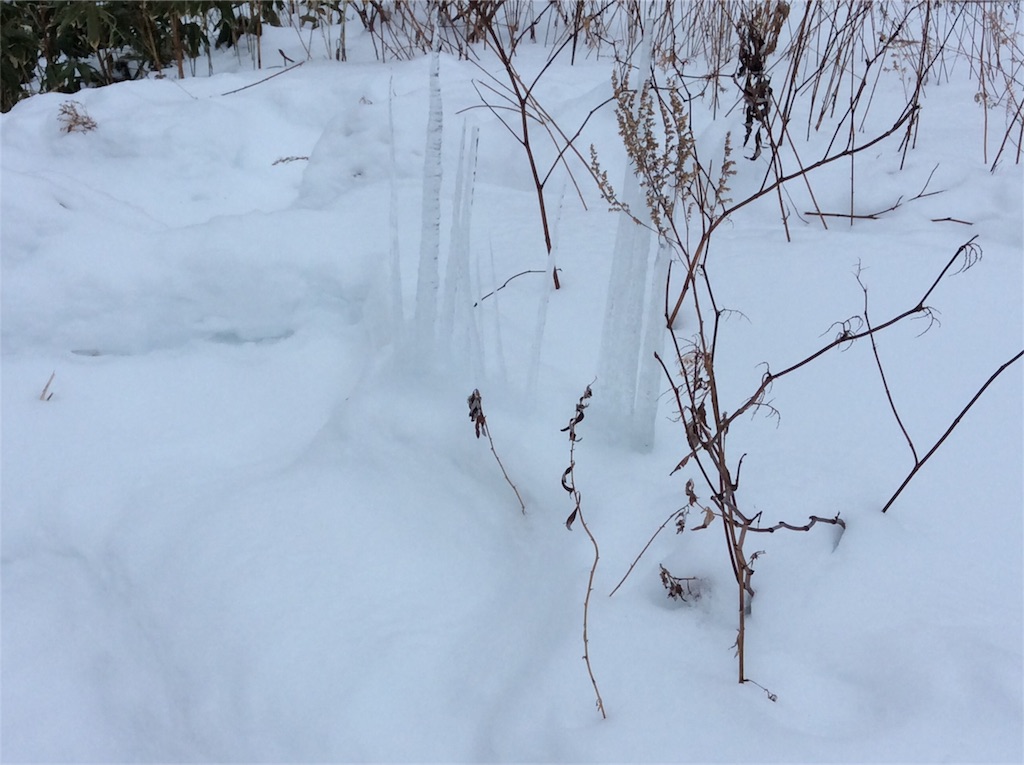 f:id:yurukkosae:20200212073951j:image