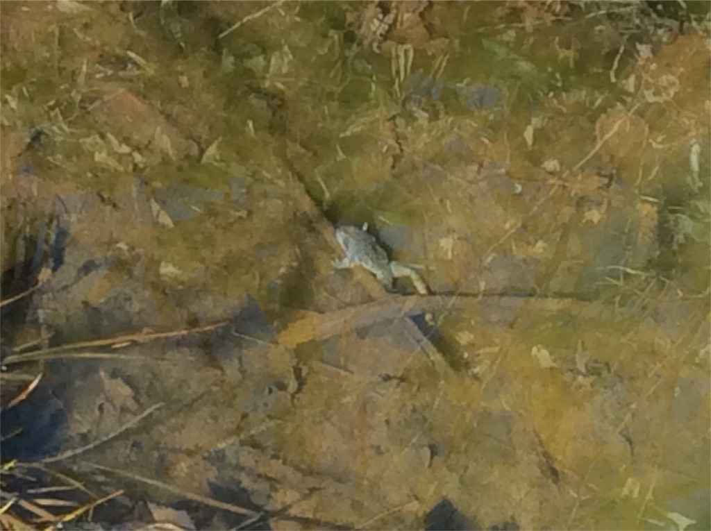 f:id:yurukkosae:20200411072235j:image